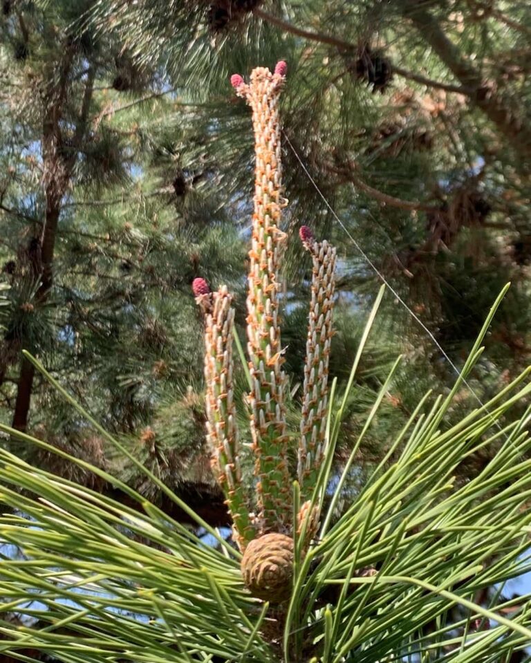 The Pine Tree: A Dinosaur Era Living Textbook in Your Schoolyard 科学のネタ帳