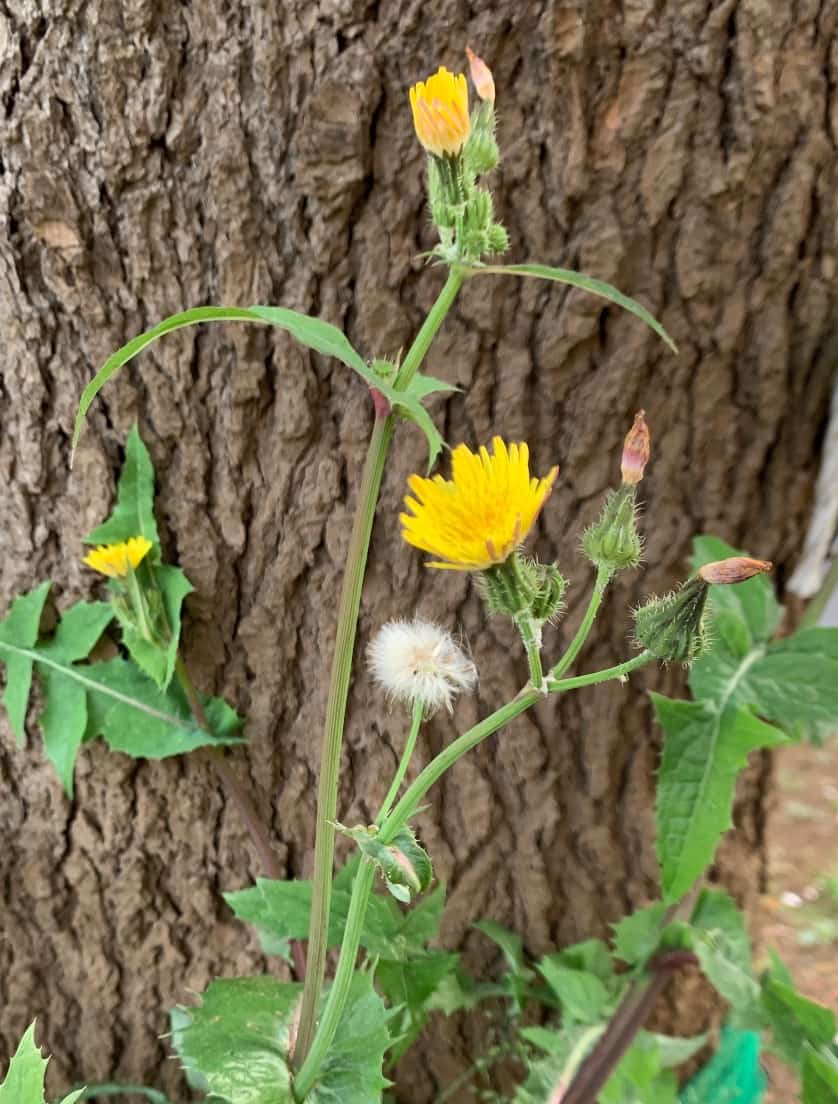 ブタナをみつけました 植物図鑑 科学のネタ帳 ブタナをみつけました 植物図鑑 科学のネタ帳