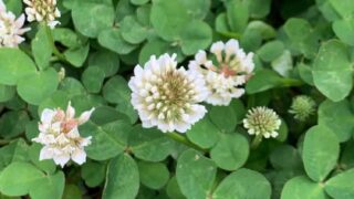 植物画たんぽぽ＊シロツメクサ＊アカツメクサ シロツメクサの観察（＠植物図鑑） – 科学のネタ帳