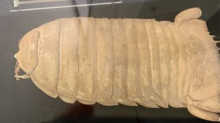 2cb65149e675aeda43f833cacae213