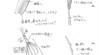 スケッチと観察について 科学のネタ帳