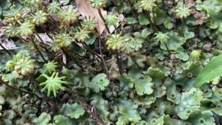 leonidas レオニダス oc 子株 +胞子 fit=scale-down,w=1200