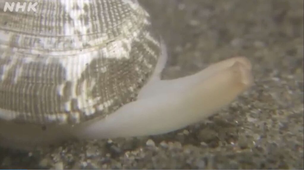 準備ラクラク!水煮缶・冷凍アサリの解剖で無脊椎動物のヒミツに迫る!(ワークシート付) – 科学のネタ帳