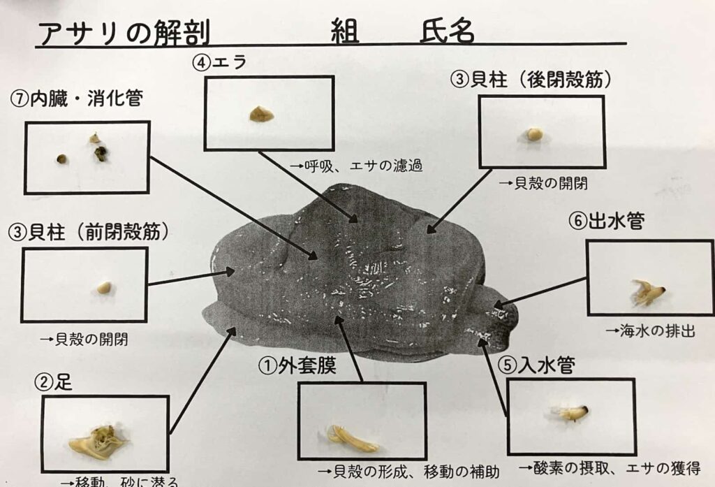 準備ラクラク!水煮缶・冷凍アサリの解剖で無脊椎動物のヒミツに迫る!(ワークシート付) – 科学のネタ帳