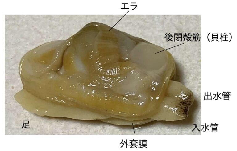 準備ラクラク!水煮缶・冷凍アサリの解剖で無脊椎動物のヒミツに迫る!(ワークシート付) – 科学のネタ帳