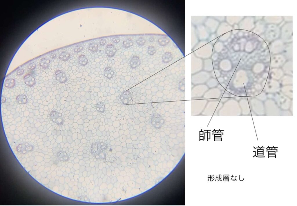 顕微鏡でのぞくムクゲ・トウモロコシの茎の断面―「顔」に見える道管と師管の不思議 – 科学のネタ帳