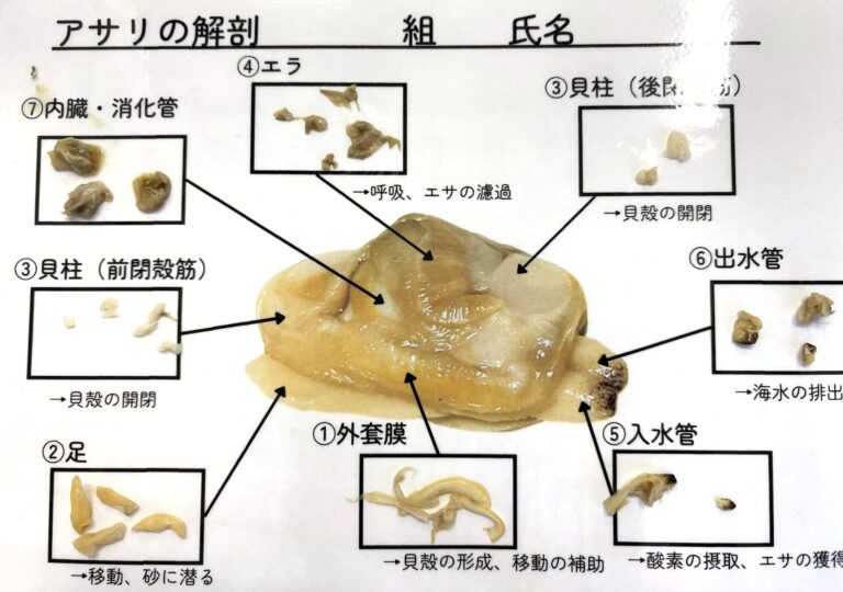 準備ラクラク!水煮缶・冷凍アサリの解剖で無脊椎動物のヒミツに迫る!(ワークシート付) – 科学のネタ帳