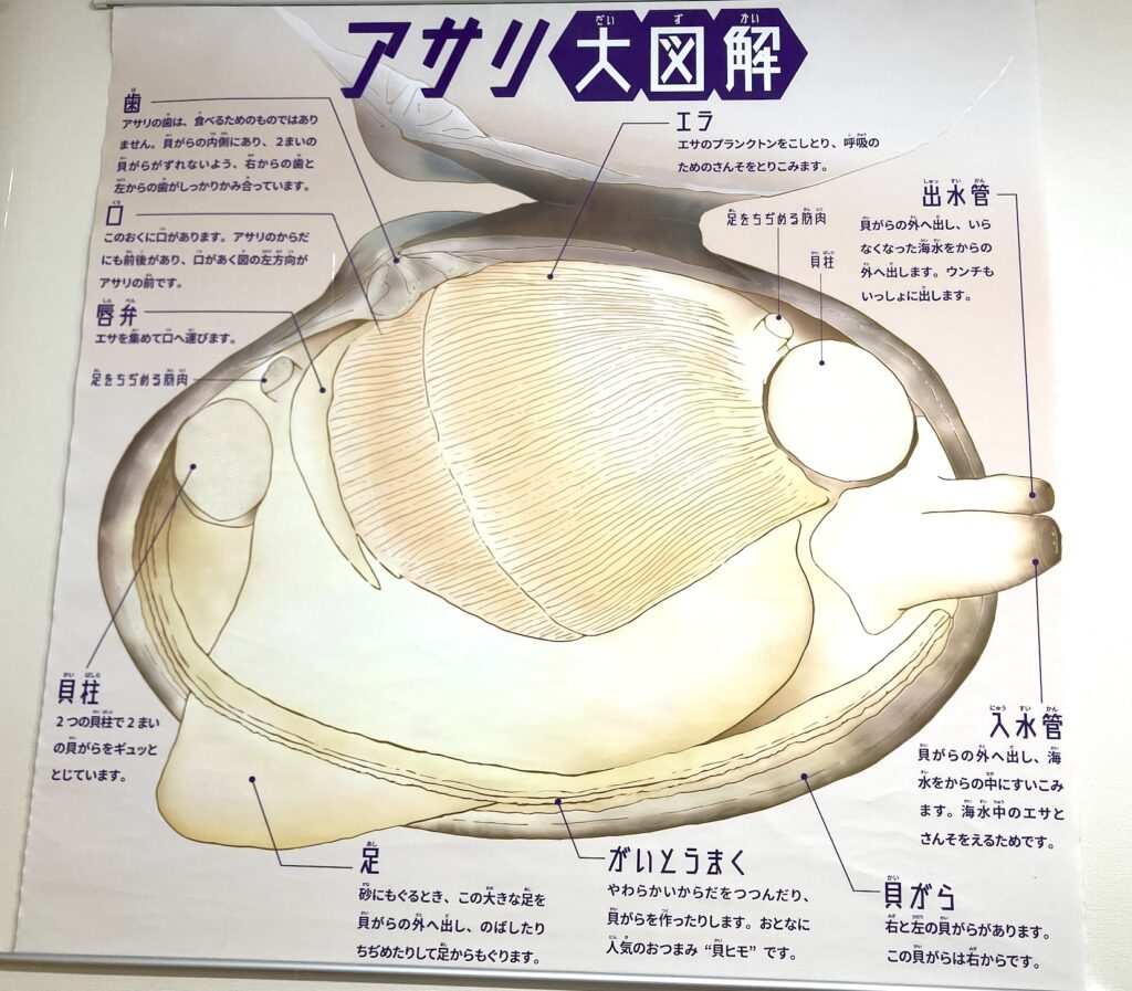 準備ラクラク!水煮缶・冷凍アサリの解剖で無脊椎動物のヒミツに迫る!(ワークシート付) – 科学のネタ帳