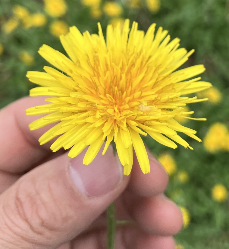 そのタンポポ、「一つの花」じゃないんです！顕微鏡でのぞく驚愕の集合 