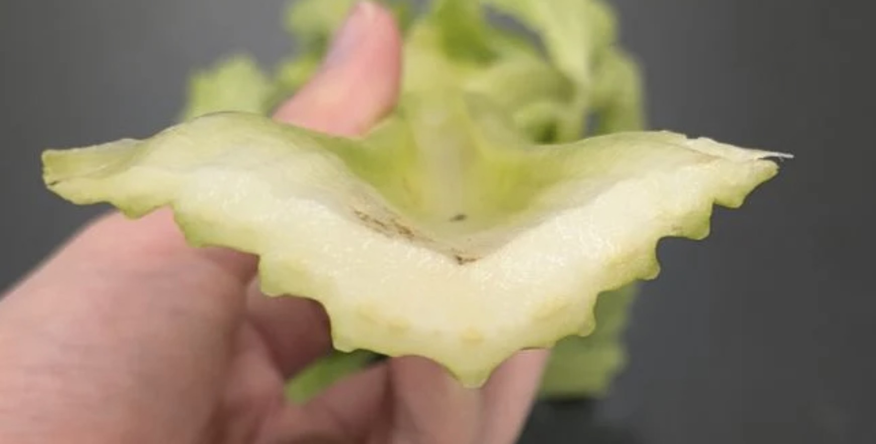 切って、染めて、のぞいてみたら…セロリの断面に植物の秘密が隠れていた(道管の観察) – 科学のネタ帳